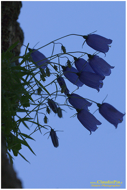 campanula cochleariifolia, fiori di montagna, fiori alpini in Alta Val d'Aveto